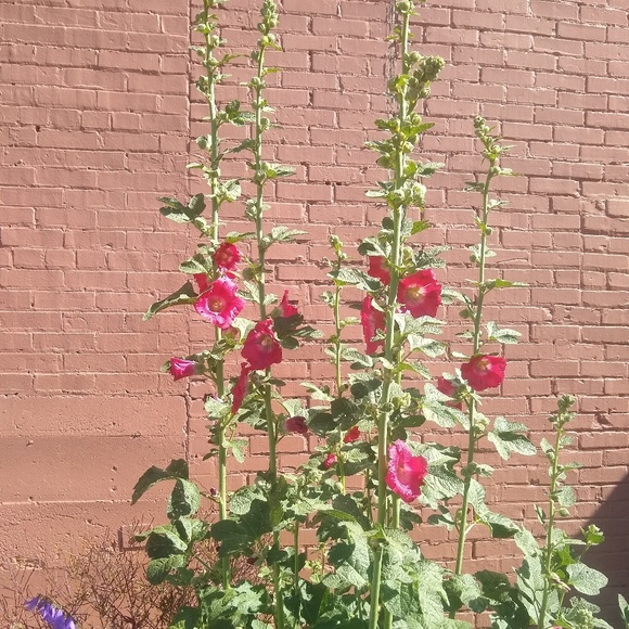 Meet your Posher, Adrionah - Picture 1 of 1